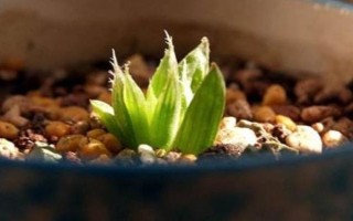 让水晶掌的叶片变得透明光亮的方法，平时要提供充足的水分