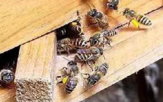 中蜂秋季分蜂在几月，每年的9-10月发生得最为集中