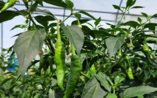 湖南最贵的辣椒是什么品种,是湖南湘阴产的樟树港辣椒
