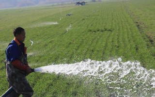 小麦浇越冬水有什么目的，可促进麦苗健壮生长