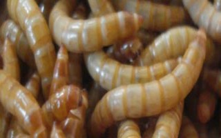 如何防治黄粉虫,可刮树皮或使用药剂