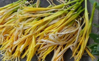 忘忧草是不是黄花菜,二者是一种植物