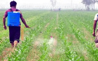 玉米苗后除草剂几天见效，5-7天左右见效