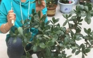 怎么让燕子掌开花，关键是要养在光照充足且温暖的地方