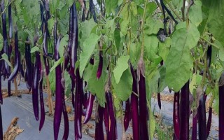 种植茄子的株行距，一般是40-45厘米×60-65厘米