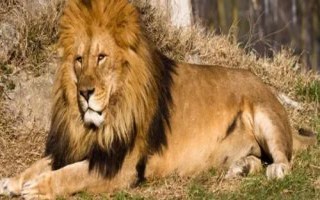 猫科动物有哪些种类,可分为猎豹亚科、豹亚科、猫亚科
