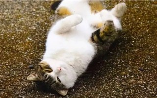 为什么猫咪喜欢在混凝土地面上打滚，可通过地面的温度来调节体温