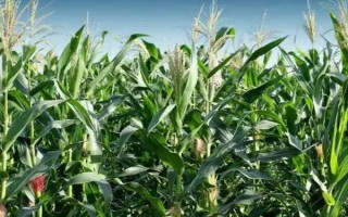 渝豪单6号玉米种子特征特性，在区试3000株/亩密度下