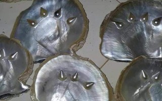 珍珠种类有哪些,可以从生长环境、形成成因等分类