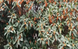 桂花树养几年才会开花，养殖4-5年才可以开花