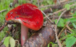 红菇的生长全过程要多久,通常在1个月左右