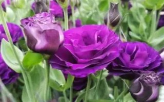 紫色洋桔梗的花语,代表真诚的爱、无望的爱、永恒的爱