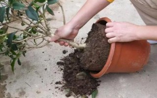 桂花怎么养护才可以更旺盛，每隔一周浇水1-2次