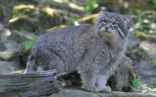 猫科动物有哪些种类,可分为猎豹亚科、豹亚科、猫亚科