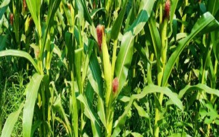 恩单108玉米种子简介，二高山地区4月上旬播种