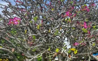 沙漠玫瑰叶片发黄如何处理，需根据实际情况采取针对性措施