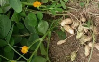 花生结荚期怎么管理,结荚初期亩施复合肥10-15公斤