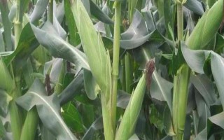 绍玉3号玉米种子简介,6月上中旬播种