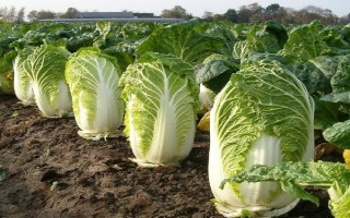 大白菜可以一年四季种植吗，大白菜一年四季都能种植