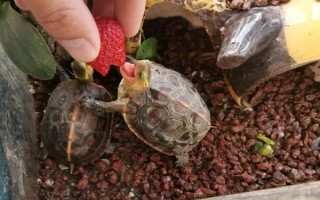 乌龟是不是每天都要喂食，幼龟每天都要喂一次