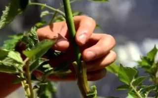 土豆苗倒伏是不是说明长土豆了,并不是说明长土豆了