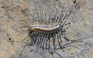 蚰蜒有毒吗，具有毒牙可分泌毒液