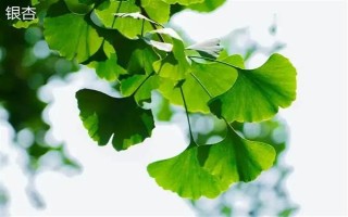 戈原的植物种类，常见的有羊草、芍药花等