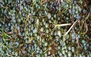 如何提高黄精种子的发芽率，一般需10月下旬采种