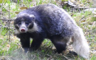 猪獾和狗獾的区别，外形、科属和分布均不同