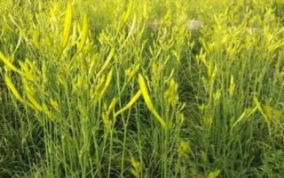 在大理如何种植黄花菜,可采用宽窄行的种植方式
