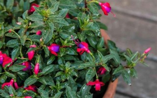 倒挂金钟的养殖方法，生长旺季每周追施一次肥料