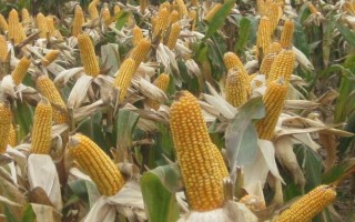 锦彩糯1号玉米品种简介,高抗瘤黑粉病