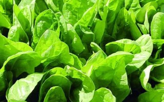 菠菜霜霉病，是由一种卵菌引起的病害