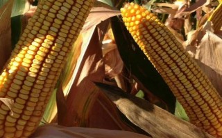 DK1589玉米品种简介,密度5000株/亩左右