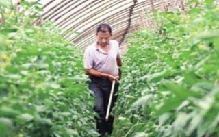 黄瓜上面的蚜虫怎么防治，可用啶虫脒等药物兑水喷雾