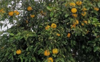 香橼树怎么种植，可进行播种或扦插