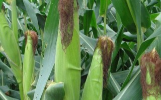 丹玉58号玉米种子特点，播种前进行种子包衣处理