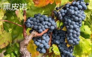 绿色葡萄品种,包括碧香无核、阳光玫瑰、绿玫瑰等类型