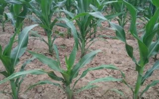 垦沃0925玉米种简介,中抗大斑病