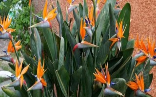 乔迁之喜适合送什么花，可选择望鹤兰、凤梨花等