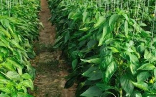 麦茬小辣椒怎么种植，需挑选株型紧凑的品种