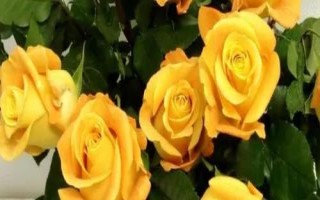 道歉时要送什么花卉,黄玫瑰可作为首选