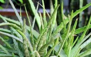 办公桌上适合放哪些绿植，可以选择绿萝、吊兰、豆瓣绿等