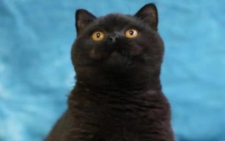 纯黑的猫咪品种，有蒂凡尼猫、曼德勒猫、中华田园猫等