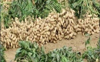 一般在什么季节收花生，露地花生通常在8月下旬到10月初收获