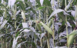 AS8849玉米种子特点,适宜在肥力中上等的地块种植