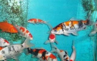 锦鲤趴缸底的原因及防治方法，水温过低或缺氧均会导致