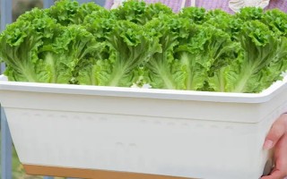 用塑料盆种菜有没有毒，蔬菜的根系无法吸收其中的有毒物质