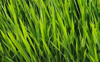 滇香紫1号(试验名称:滇香紫1号)水稻品种的特性,高抗白叶枯病