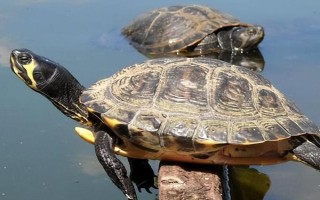 乌龟会不会撑死，一般不会撑死